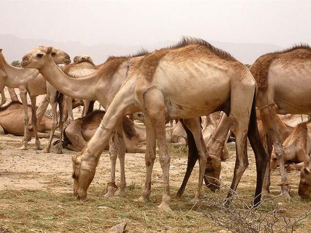 Somaliland : breeding and raising livestock industry
