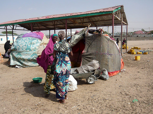 Somaliland : breeding and raising livestock industry