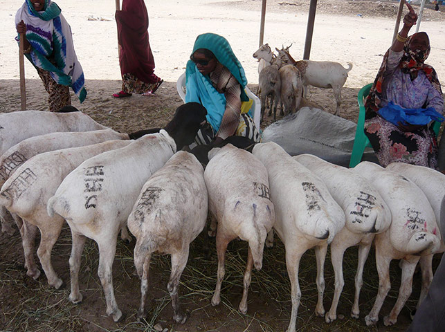 Somaliland : breeding and raising livestock industry
