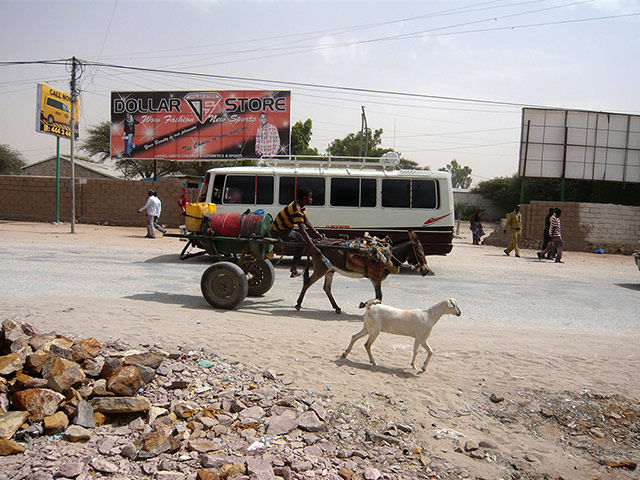 Somaliland : breeding and raising livestock industry