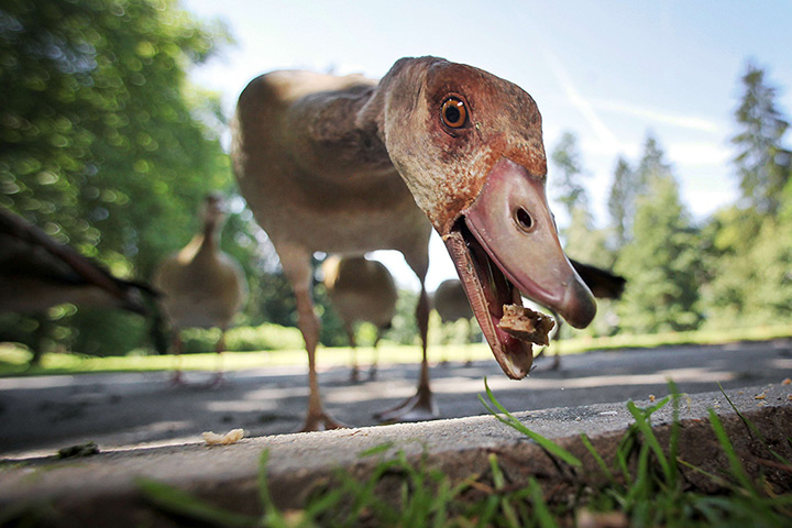 24 hours: Bad Schwalbach, Germany: An Egyptian Goose eats some bread 