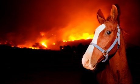 Horses Feature Package