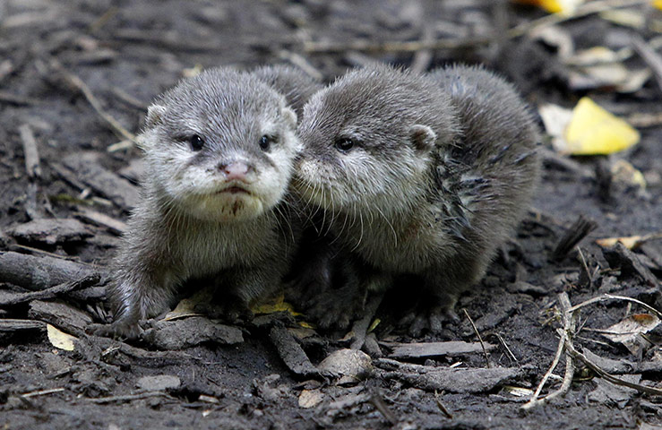Picture desk live: Ten week old Short Clawed Otters make their debut at Chester Zoo today