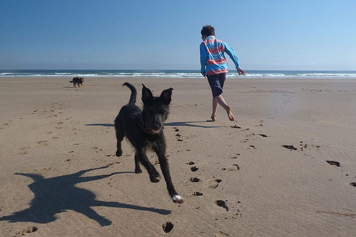 Your Pictures: Run: A dog and a man running on the beach