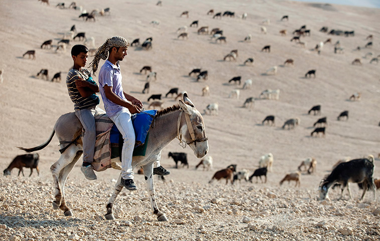 24 hours: West Bank: Palestinian Bedouin guide their herd of goats in the West Bank