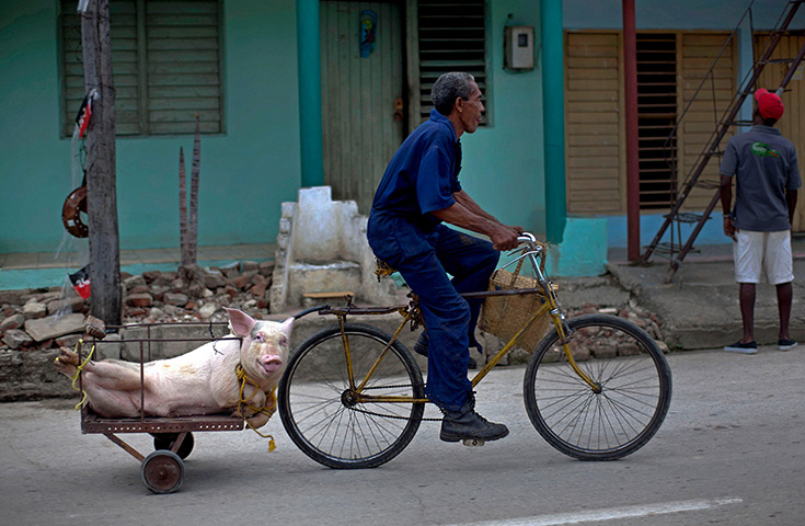 24 hours: Guantanamo, Cuba: A livestock seller pedals his bike, towing his pig