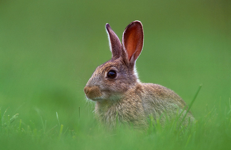 Lorax - Tree visitor: Young European rabbit (Oryctolagus cuniculus) sitting in a Derbyshire field