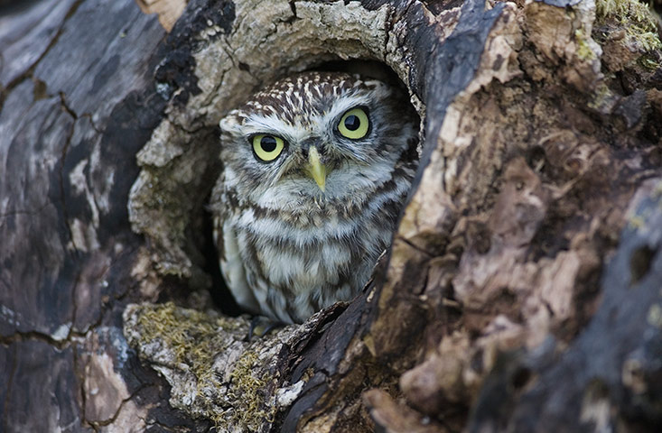 Lorax - Tree visitor: Little Owl (Athene noctua)