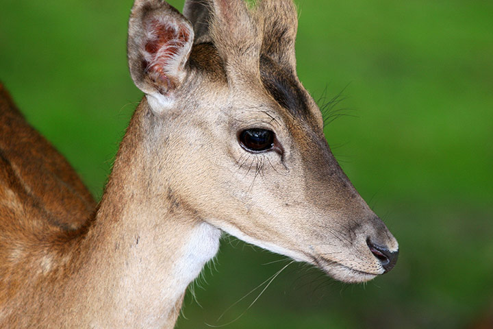 Lorax - Tree visitor: Roe deer on Cannock Chase