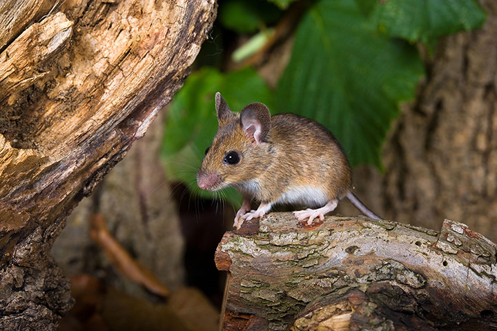 Lorax - Tree visitor: Wood Mouse 