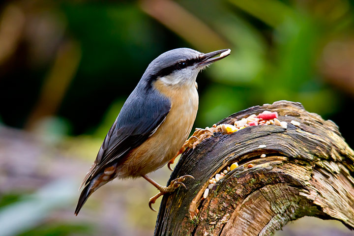 Lorax - Tree visitor: Nuthatch bird