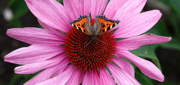 Week in wildlife: Butterfly called 'Kleiner Fuchs' is pictured at a flower near Ingolstadt