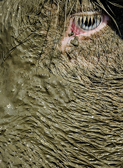 Week in wildlife: Best Mud Pool of The Netherlands