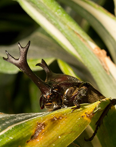 Week in wildlife: Horned animals research