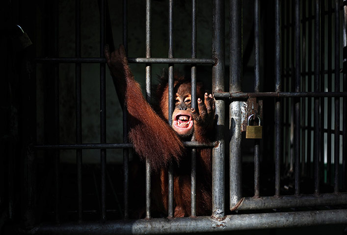 Week in wildlife: Orangutan to be released to the wild