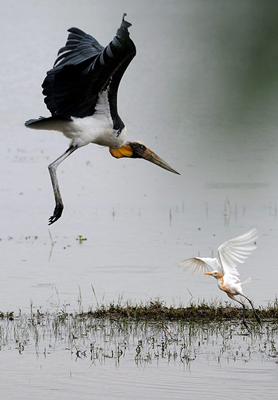 Week in wildlife: A Greater Adjutant stork flies