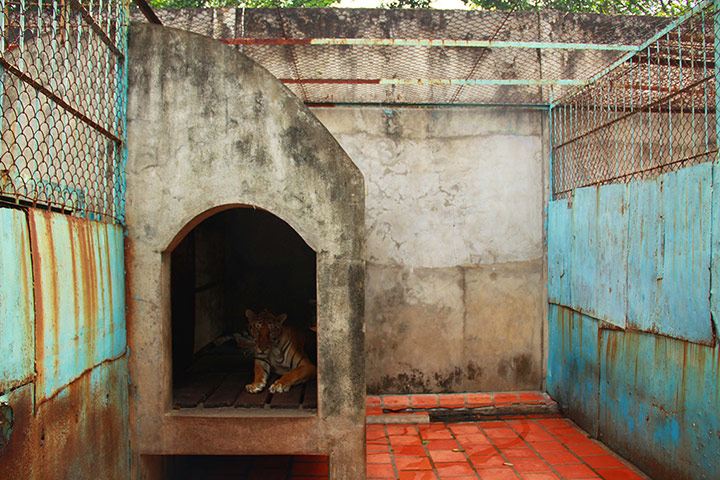 Week in wildlife: Tiger farm