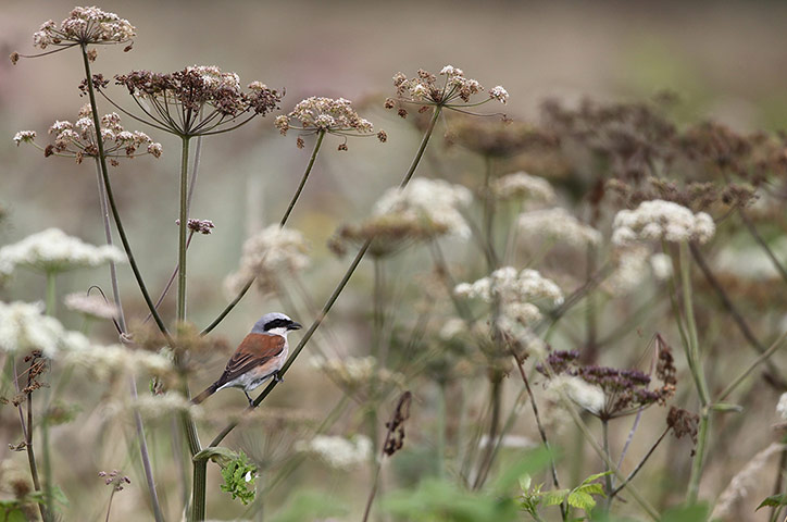 Week in wildlife: ***BESTPIX*** Rare Red Backed Shrike Spotted In Greater London