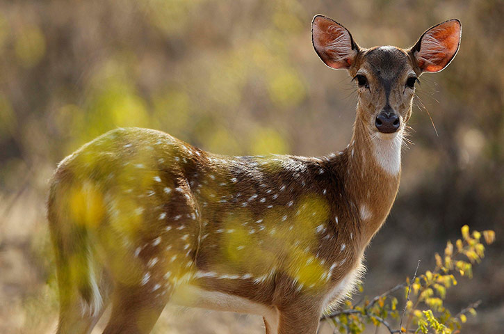 Week in wildlife: A spotted deer is seen at Yala National Park in Yala