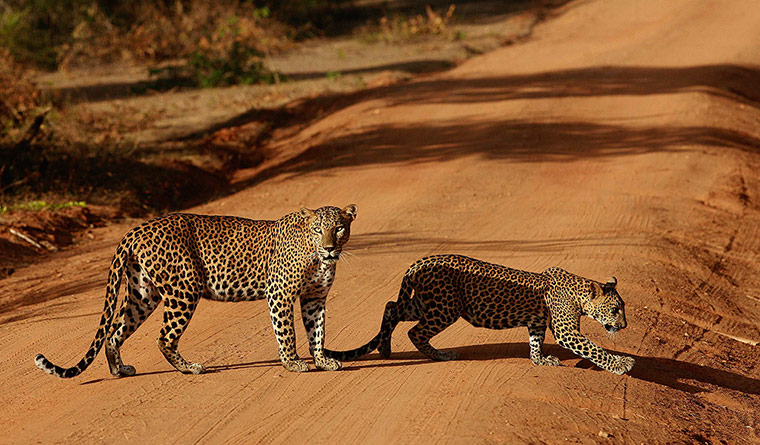 Week in wildlife: Leopards at the Yala National Park in Yala