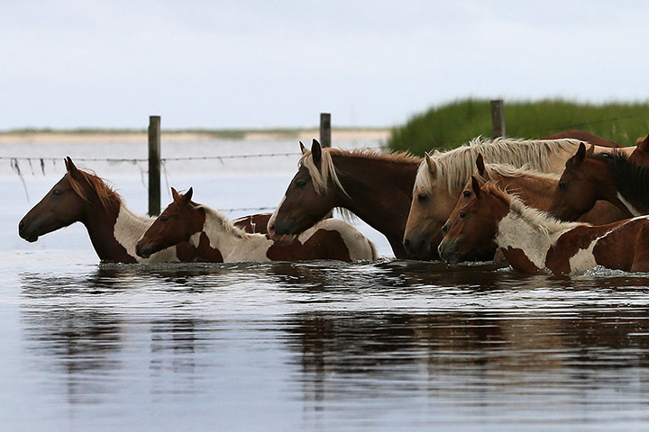 Week in wildlife:  Wild Chincoteague Ponies Rounded Up For Yearly Swim