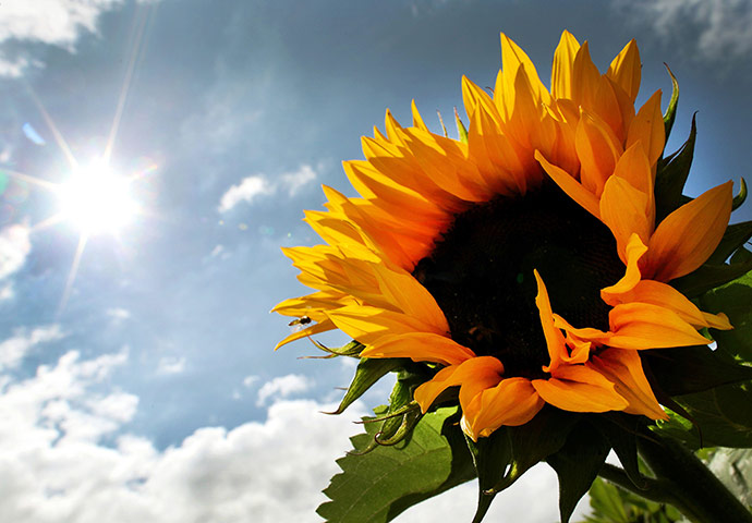 Week in wildlife: A sun flower stands in a field near Dues
