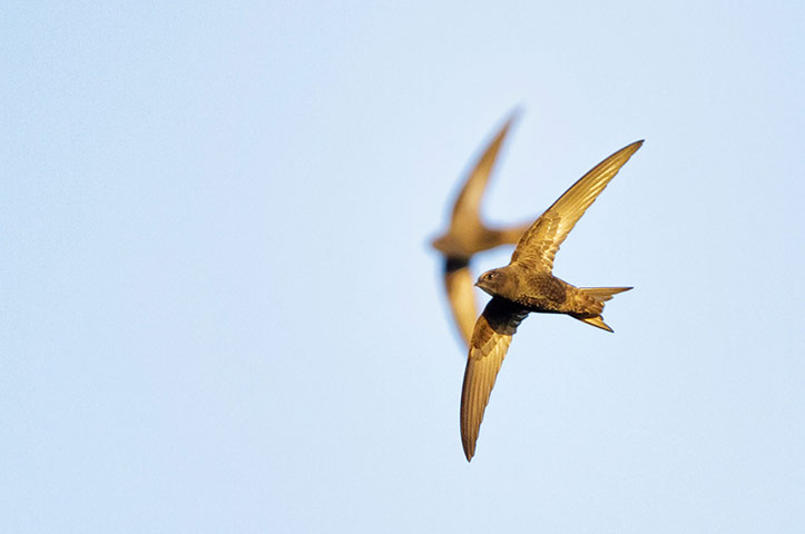 Week in wildlife: Swifts struggling in bad weather