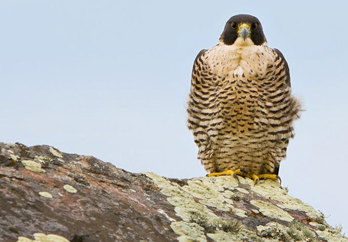 Week in wildlife: Peregrine falcon shot