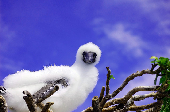 Week in wildlife: Red Footed Boobies