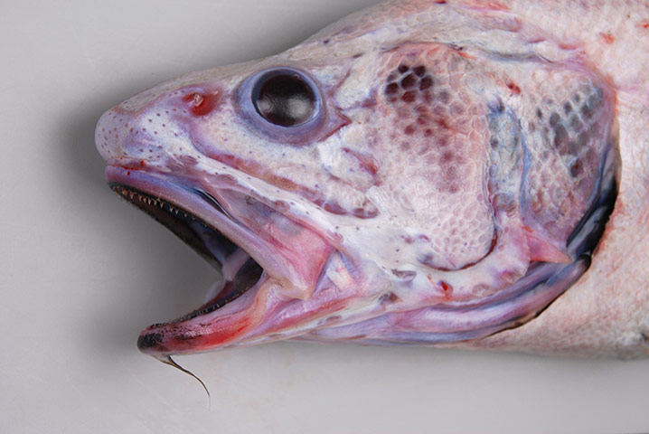 Week in wildlife: white rattail