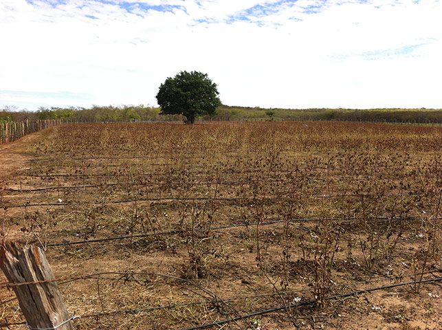 Brazil textiles: Cotton field