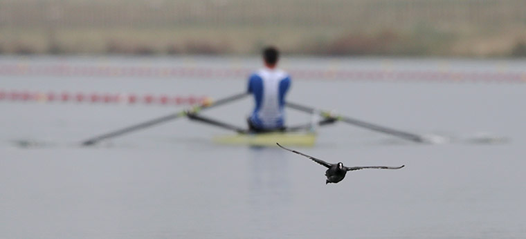 last day for relaxing: A Waterfowl soars past a singles sculls rower