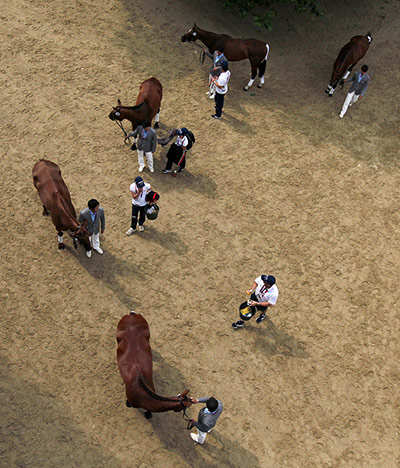 last day for relaxing: The Japanese Olympic Equestrian Team in a holding pen