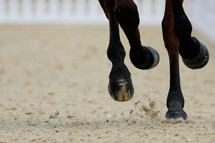 Zara Phillips: The hooves of Zara Phillips' horse High Kingdom