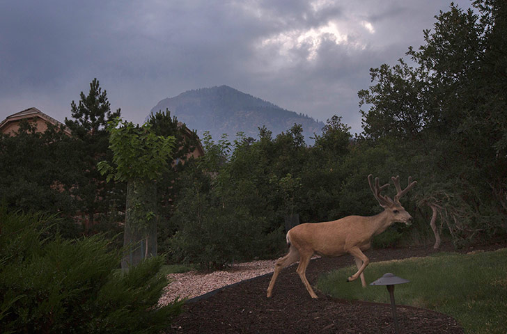Picture desk live: In Colorado smoke from the Waldo Canyon fire is seen as a deer passes by