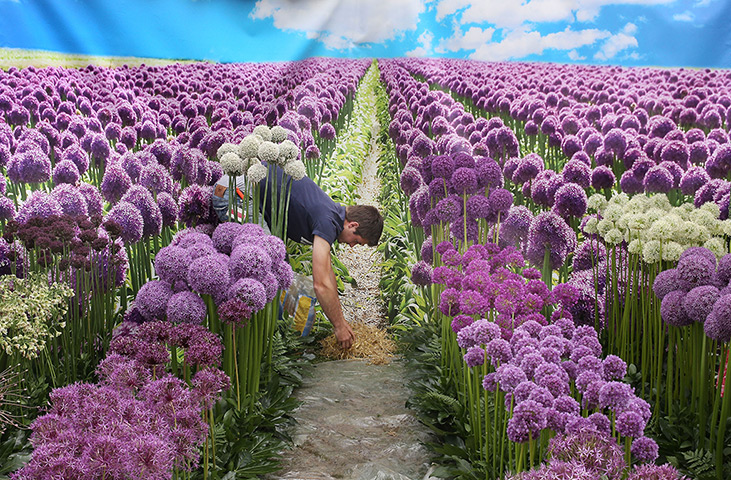 Hampton Court flower show: A worker lays hay amongst the flowers in a display