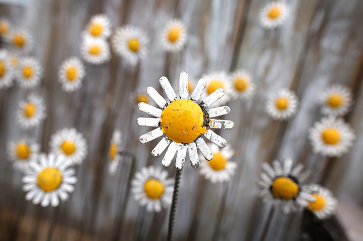 Hampton Court flower show: Metal sculptures of daisies