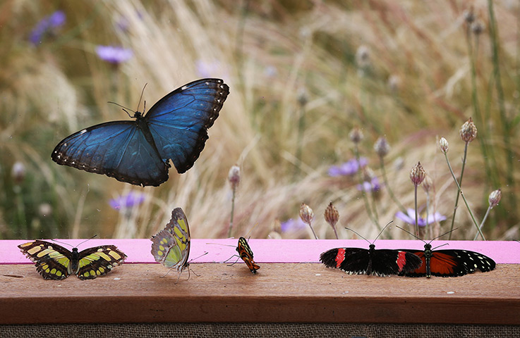 Hampton Court flower show: Butterflies rest in the window of 'The Mariposas'