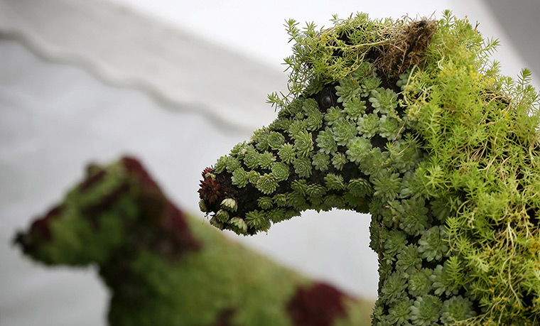 Hampton Court flower show: Floral sculptures of a horse and a co