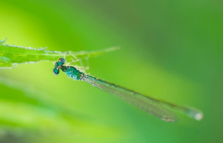 Green shoots: Readers Flickr group on dragonflies and Damselflies