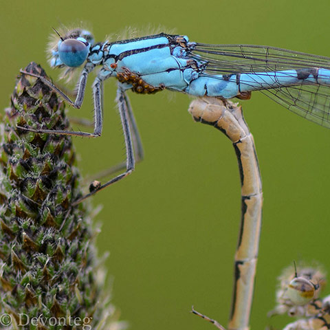 Green shoots: Readers Flickr group on dragonflies and Damselflies
