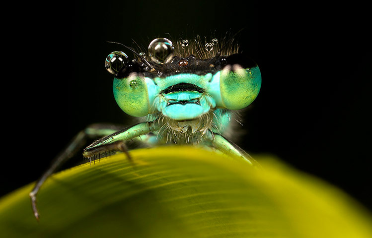 Green shoots: Readers Flickr group on dragonflies and Damselflies