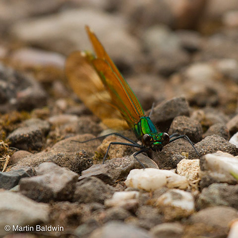 Green shoots: Readers Flickr group on dragonflies and Damselflies