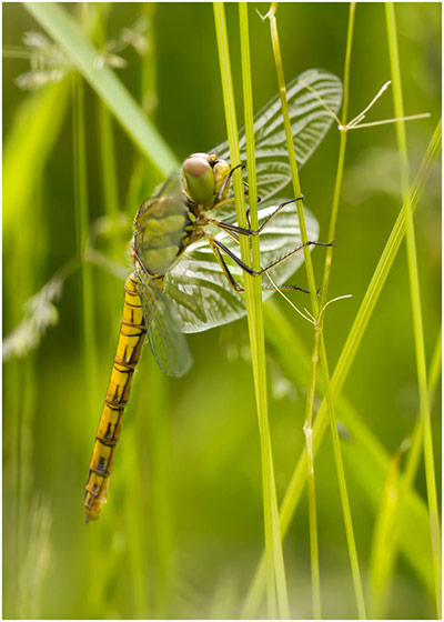 Green shoots: Readers Flickr group on dragonflies and Damselflies