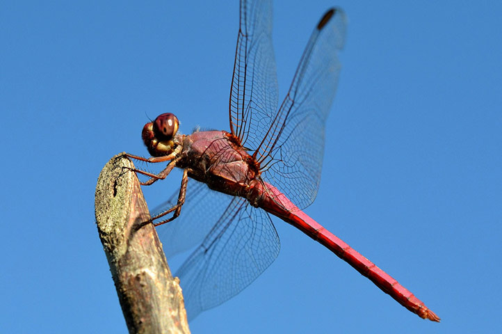 Green shoots: Readers Flickr group on dragonflies and Damselflies