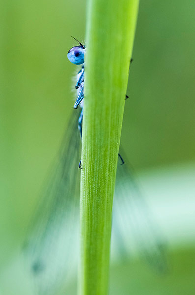 Green shoots: Readers Flickr group on dragonflies and Damselflies