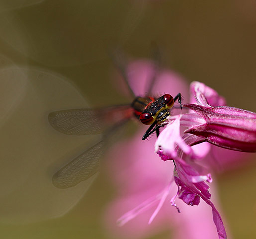 Green shoots: Readers Flickr group on dragonflies and Damselflies