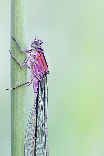 Green shoots: Readers Flickr group on dragonflies and Damselflies