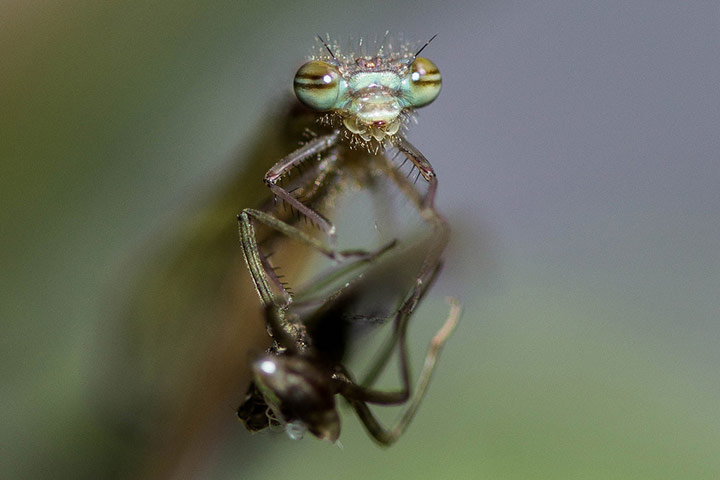 Green shoots: Readers Flickr group on dragonflies and Damselflies
