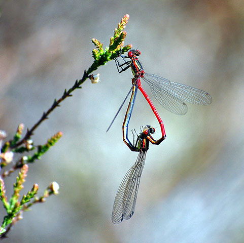 Green shoots: Readers flickr group on Dragonflies and Damselflies